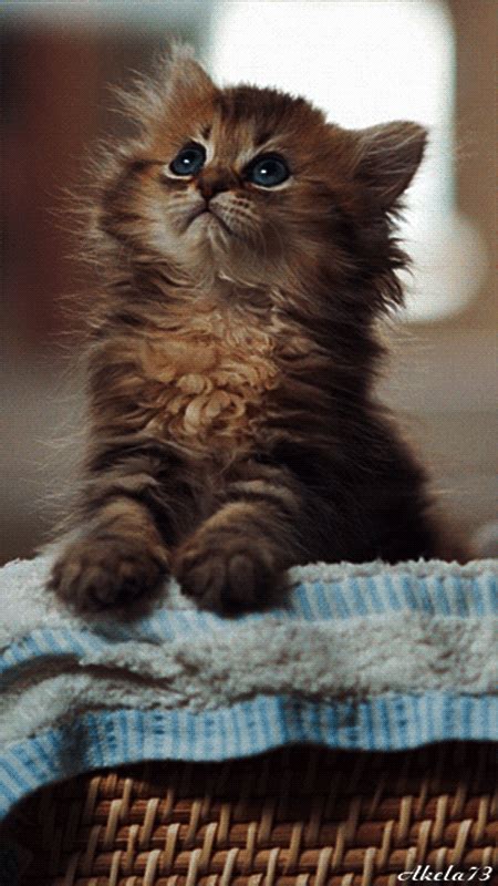 cute cat animated gif|adorable kitten gif.